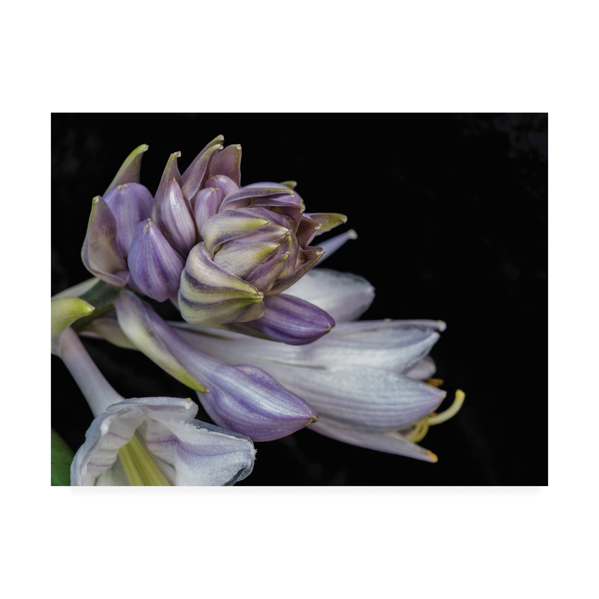 Trademark Fine Art 'Hosta Flower Unfolding' Canvas Art by Kurt Shaffer