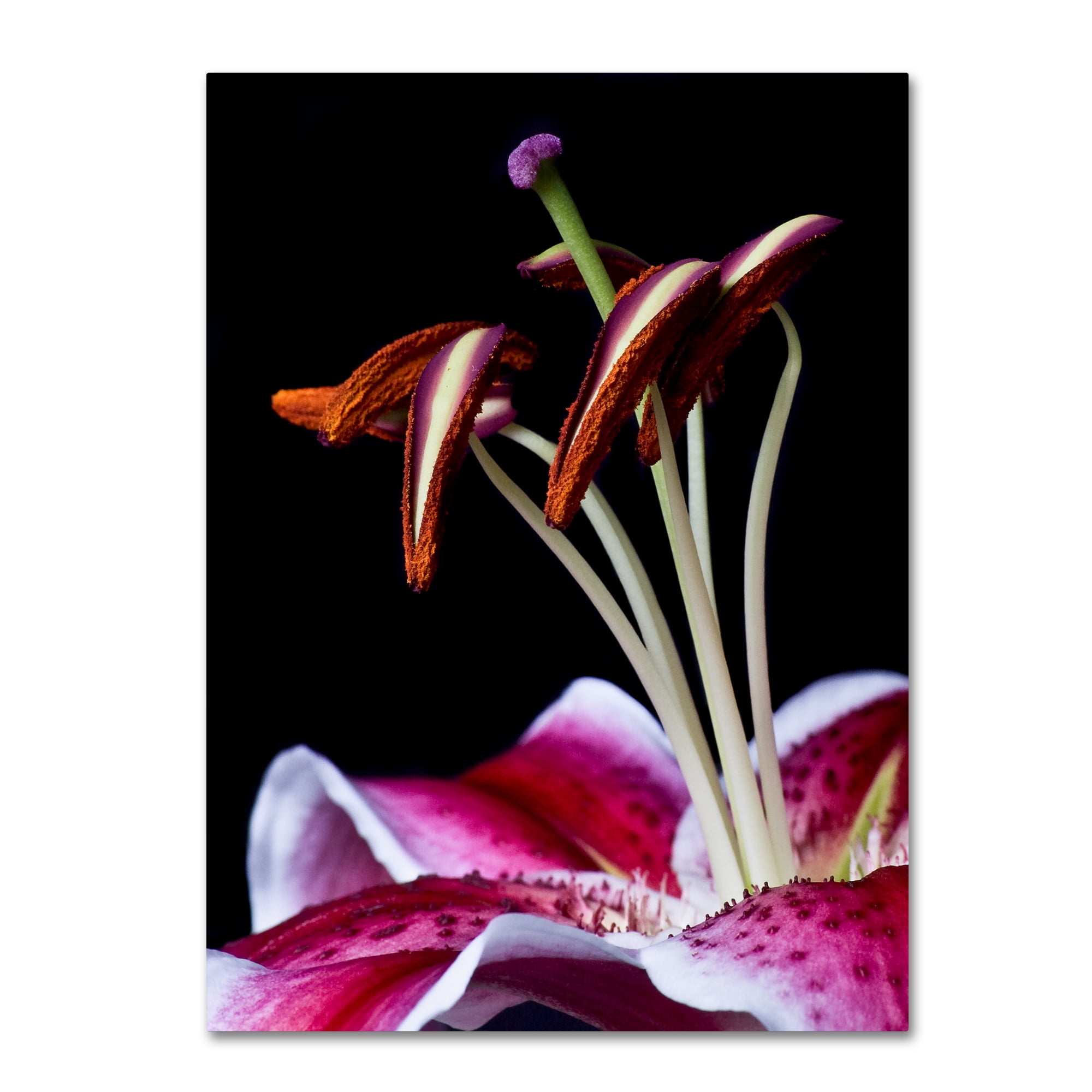 Trademark Fine Art 'Hot Pink Lily Closeup' Canvas Art by Lori Hutchison