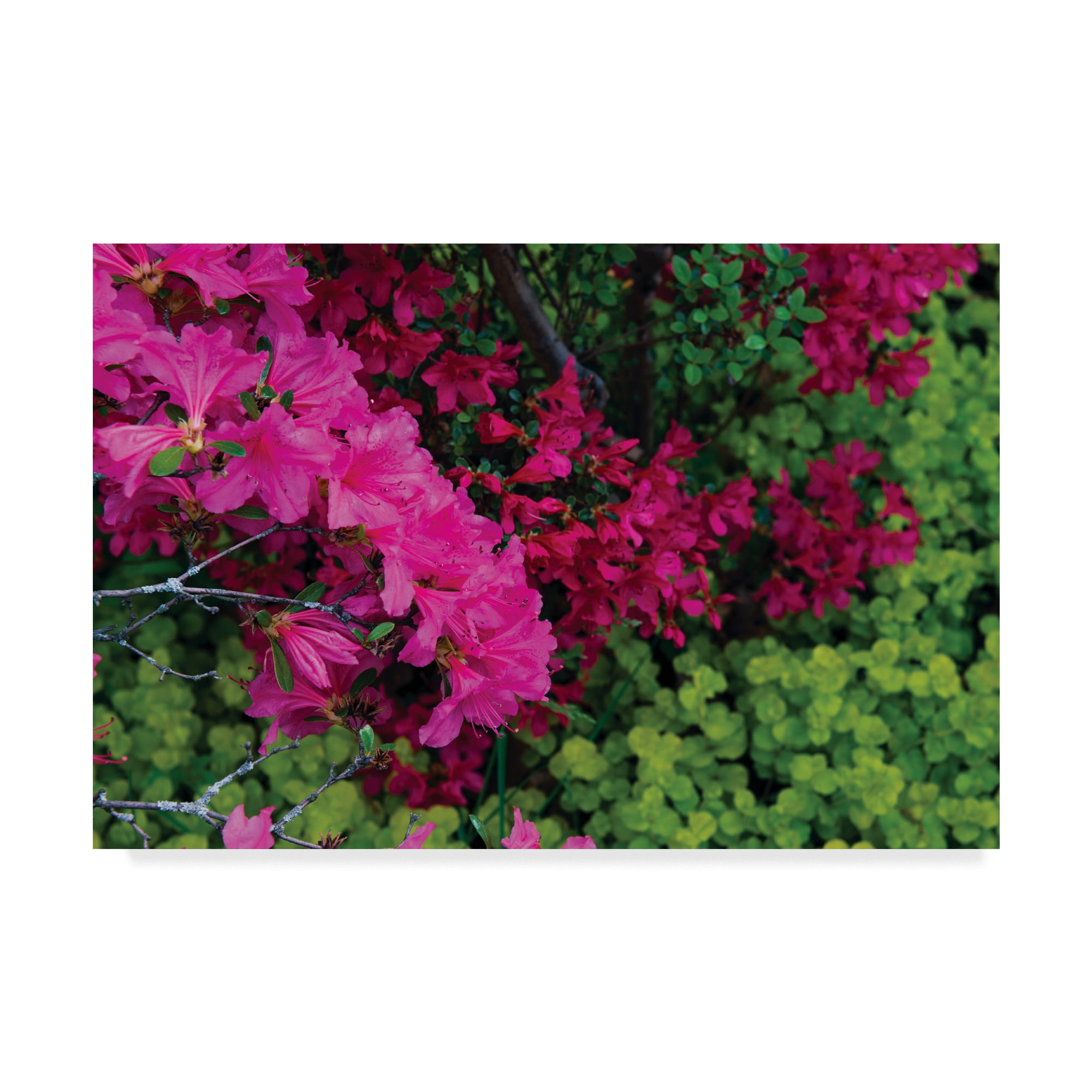 Trademark Fine Art 'Hot Pink, Red and Chartreuse' Canvas Art by Kurt Shaffer