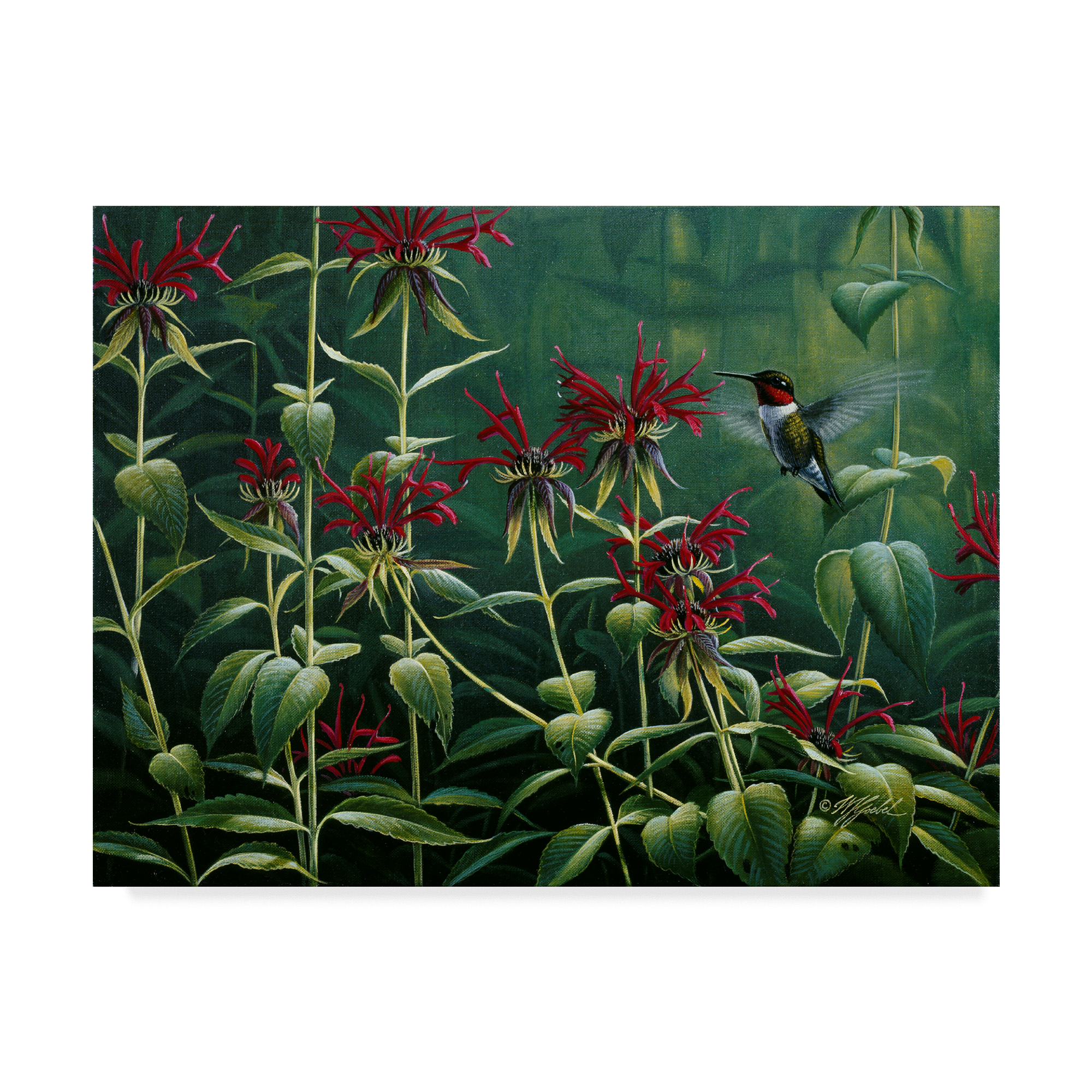 Trademark Fine Art 'Hummingbird And Monarda' Canvas Art by Wilhelm Goebel