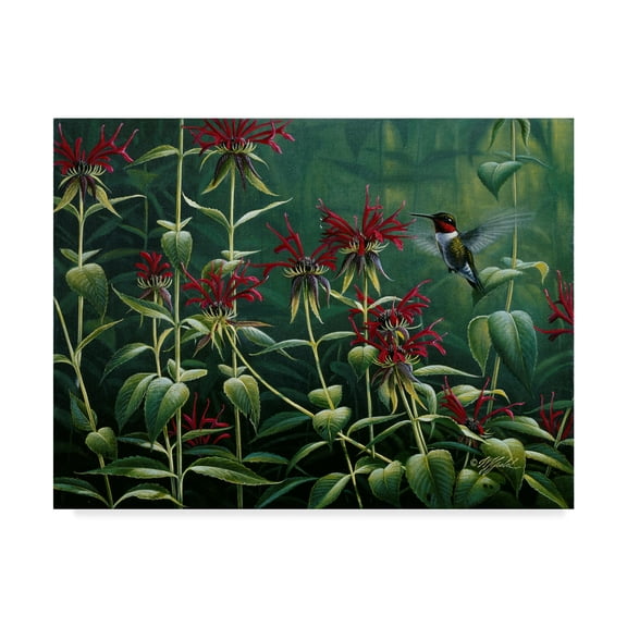 Trademark Fine Art 'Hummingbird And Monarda' Canvas Art by Wilhelm Goebel