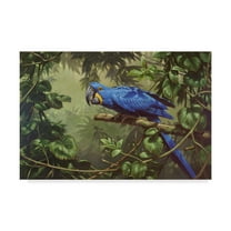 Trademark Fine Art 'Hyacinth Macaw' Canvas Art by Michael Jackson