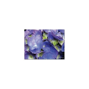Trademark Fine Art "Hydrangea" Canvas Art by Kathie McCurdy