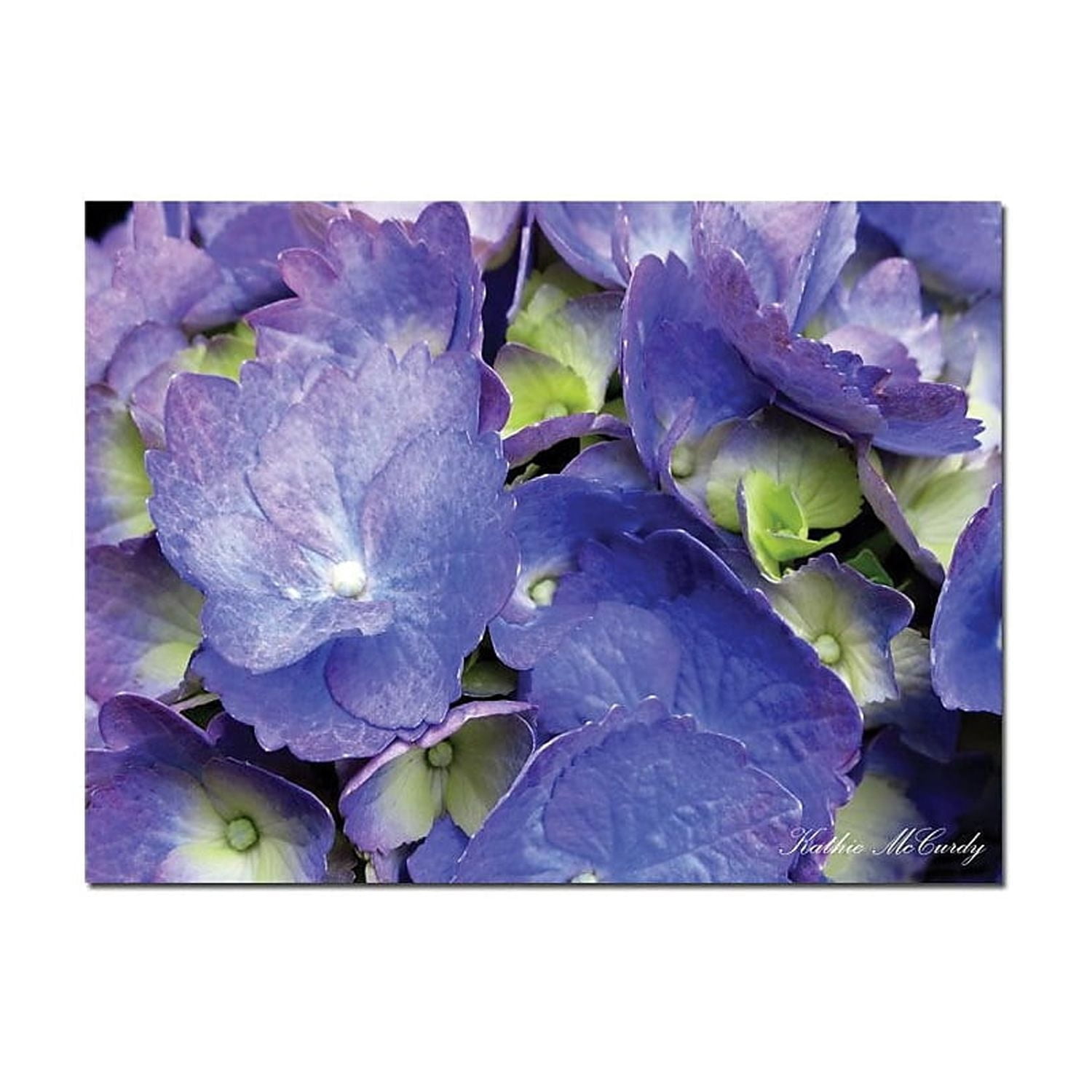 Trademark Fine Art "Hydrangea" Canvas Art by Kathie McCurdy