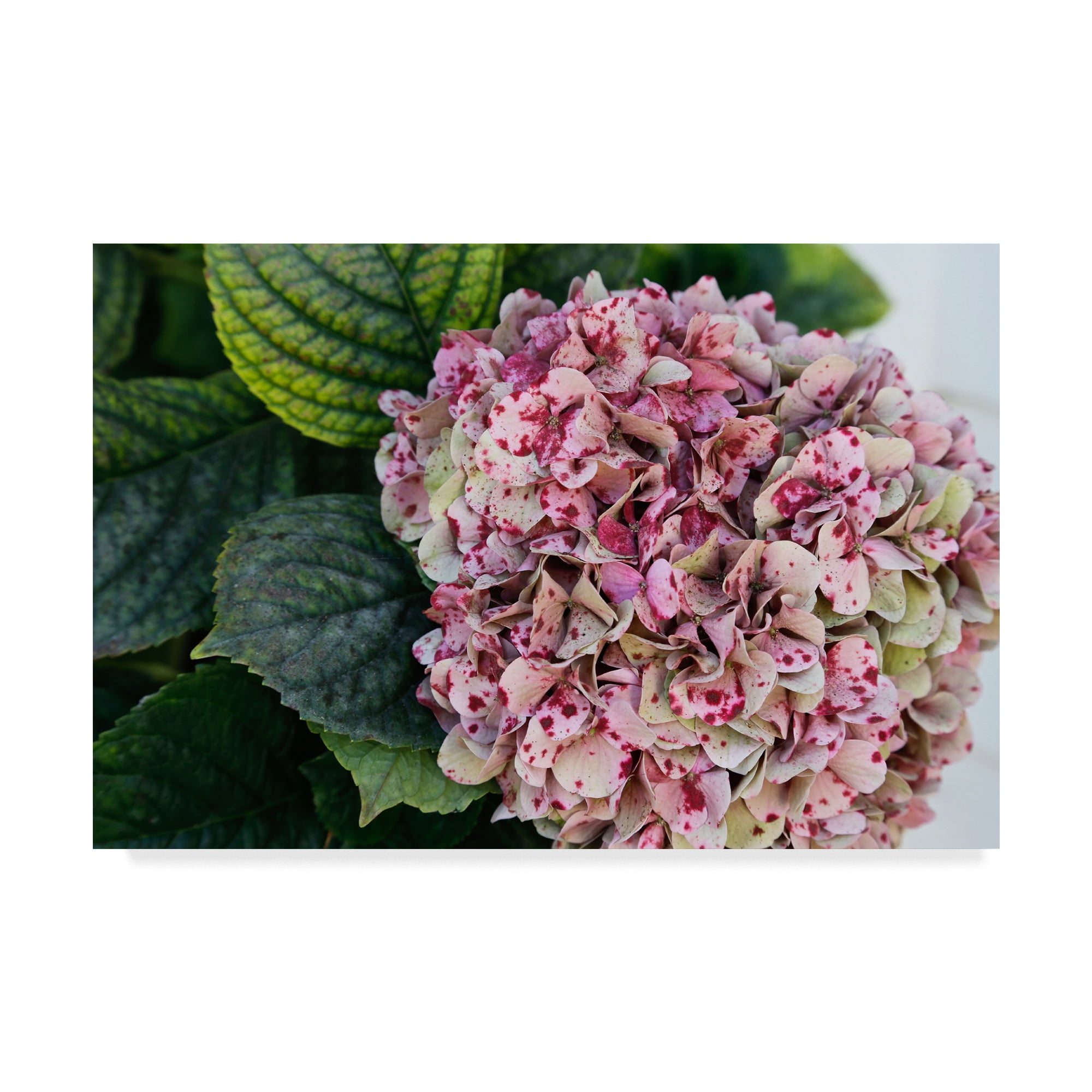 Trademark Fine Art 'Hydrangea Closeup' Canvas Art by American School