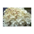 thumbnail image 1 of Trademark Fine Art 'Hydrangea Delight I' Canvas Art by Felicity Bradley, 1 of 4