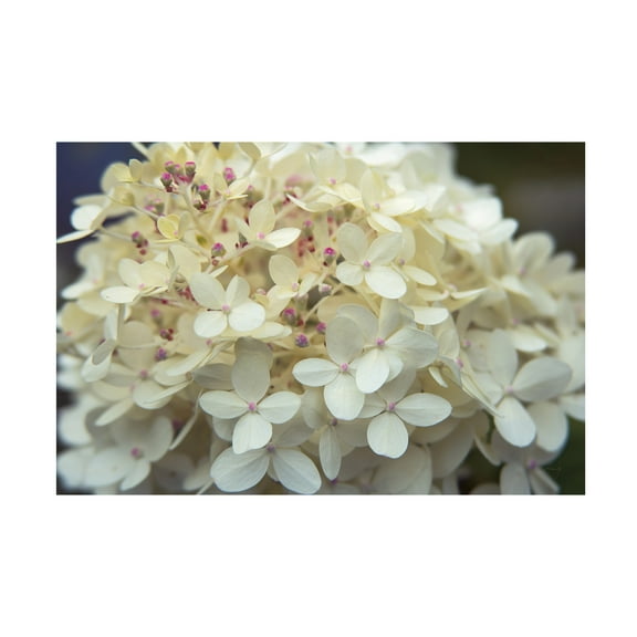 Trademark Fine Art 'Hydrangea Delight I' Canvas Art by Felicity Bradley