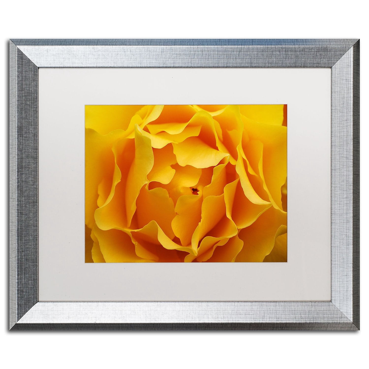 Trademark Fine Art "Hypnotic Yellow Rose" Canvas Art by Kurt Shaffer White Matte, Silver Frame