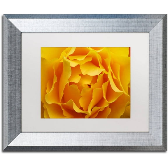Trademark Fine Art "Hypnotic Yellow Rose" Canvas Art by Kurt Shaffer White Matte, Silver Frame