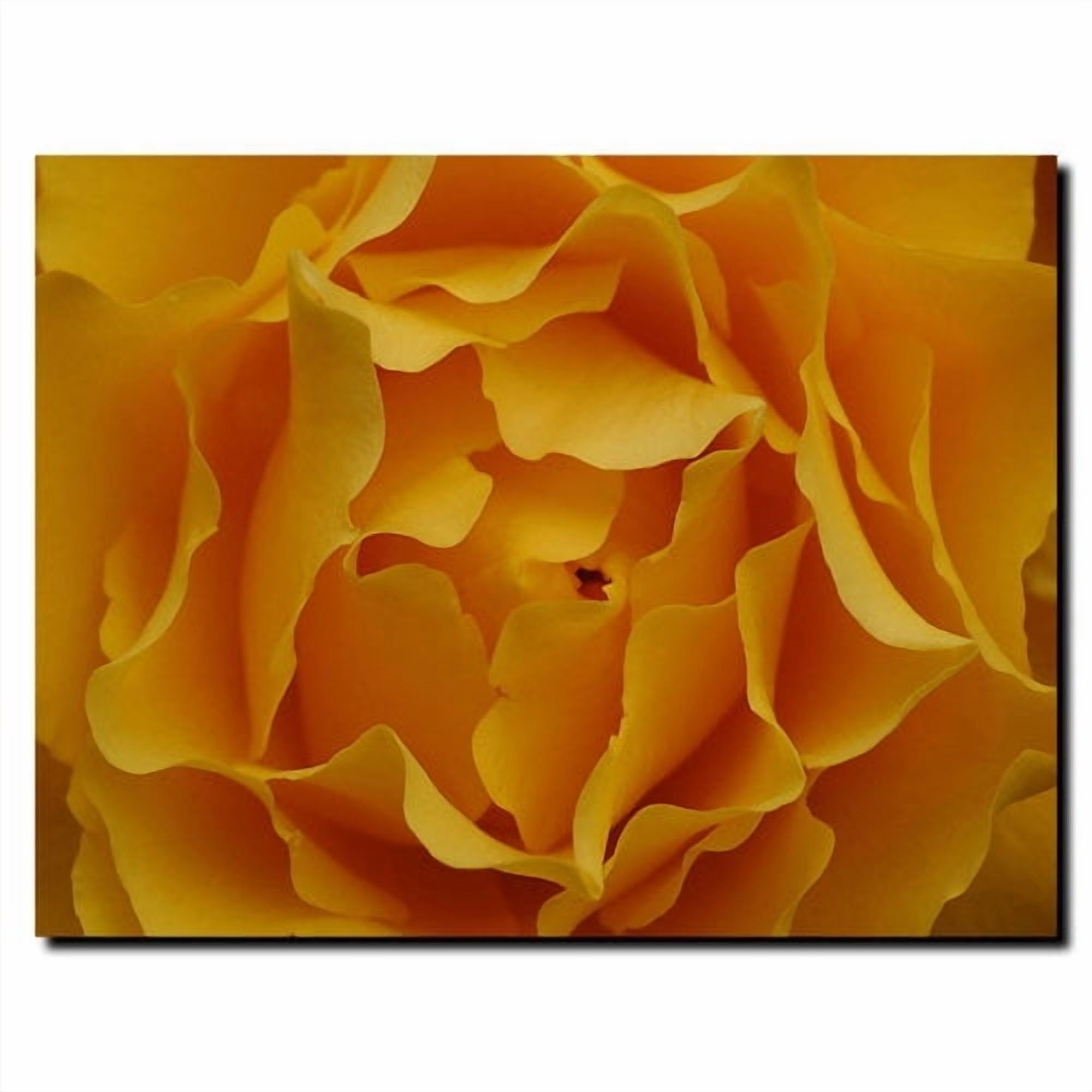 Trademark Fine Art "Hypnotic Yellow Rose" Canvas Art by Kurt Shaffer