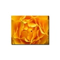thumbnail image 1 of Trademark Fine Art "Hypnotic Yellow Rose" Canvas Art by Kurt Shaffer, 1 of 1