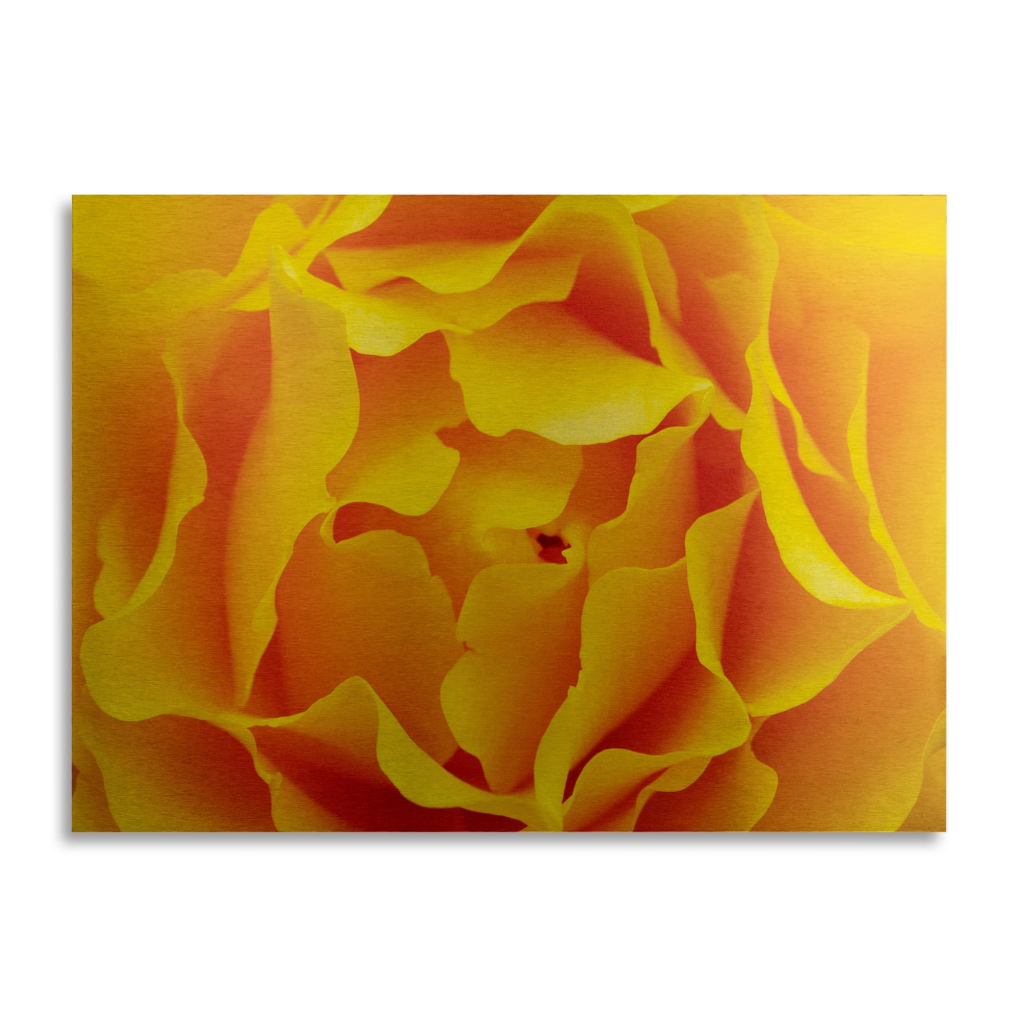 Trademark Fine Art 'Hypnotic Yellow Rose by Kurt Shaffer-Gallery Wrapped 36x47' Brushed Aluminum Wall Art Art by Kurt Shaffer
