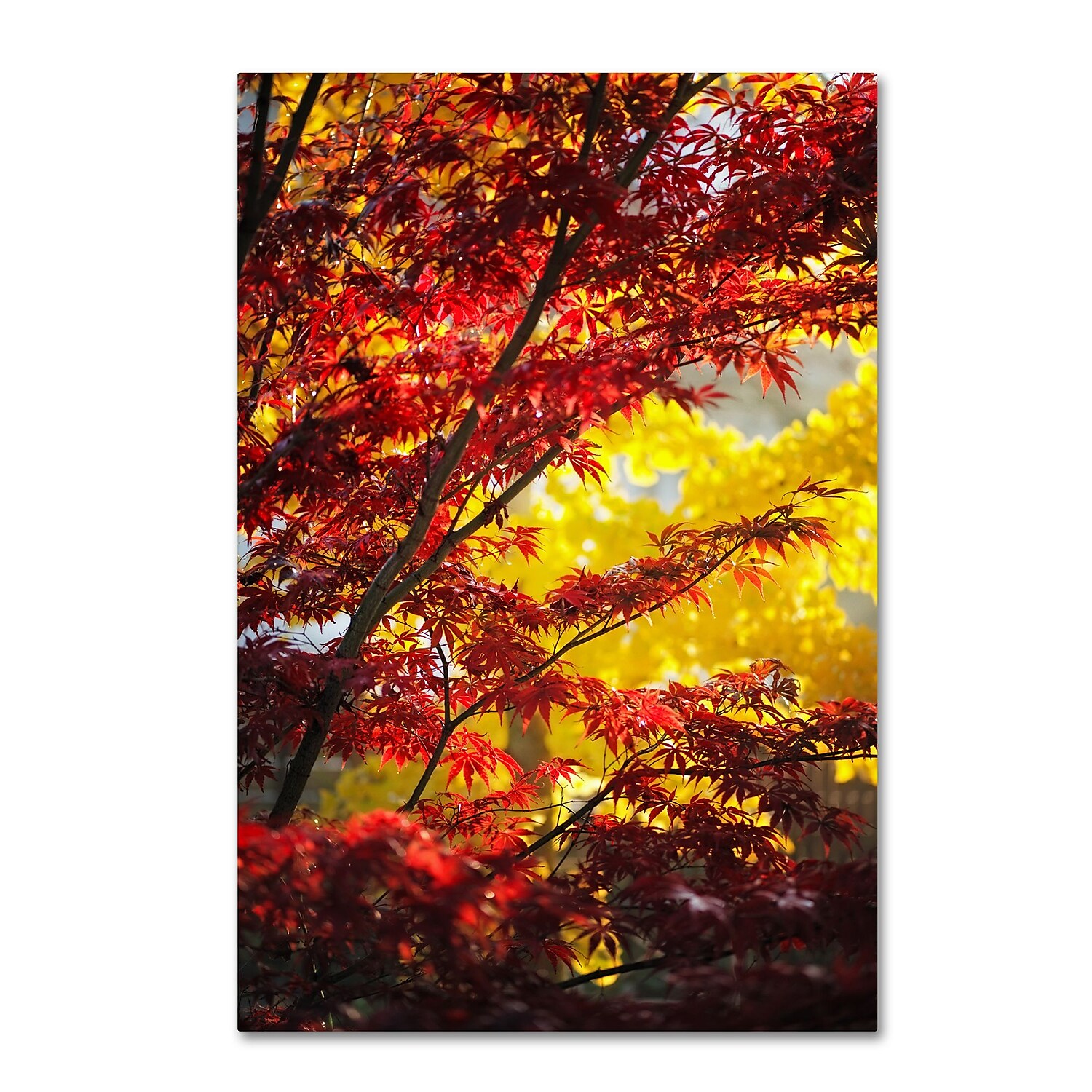 Trademark Fine Art "I Believe" Canvas Art by Philippe Sainte-Laudy