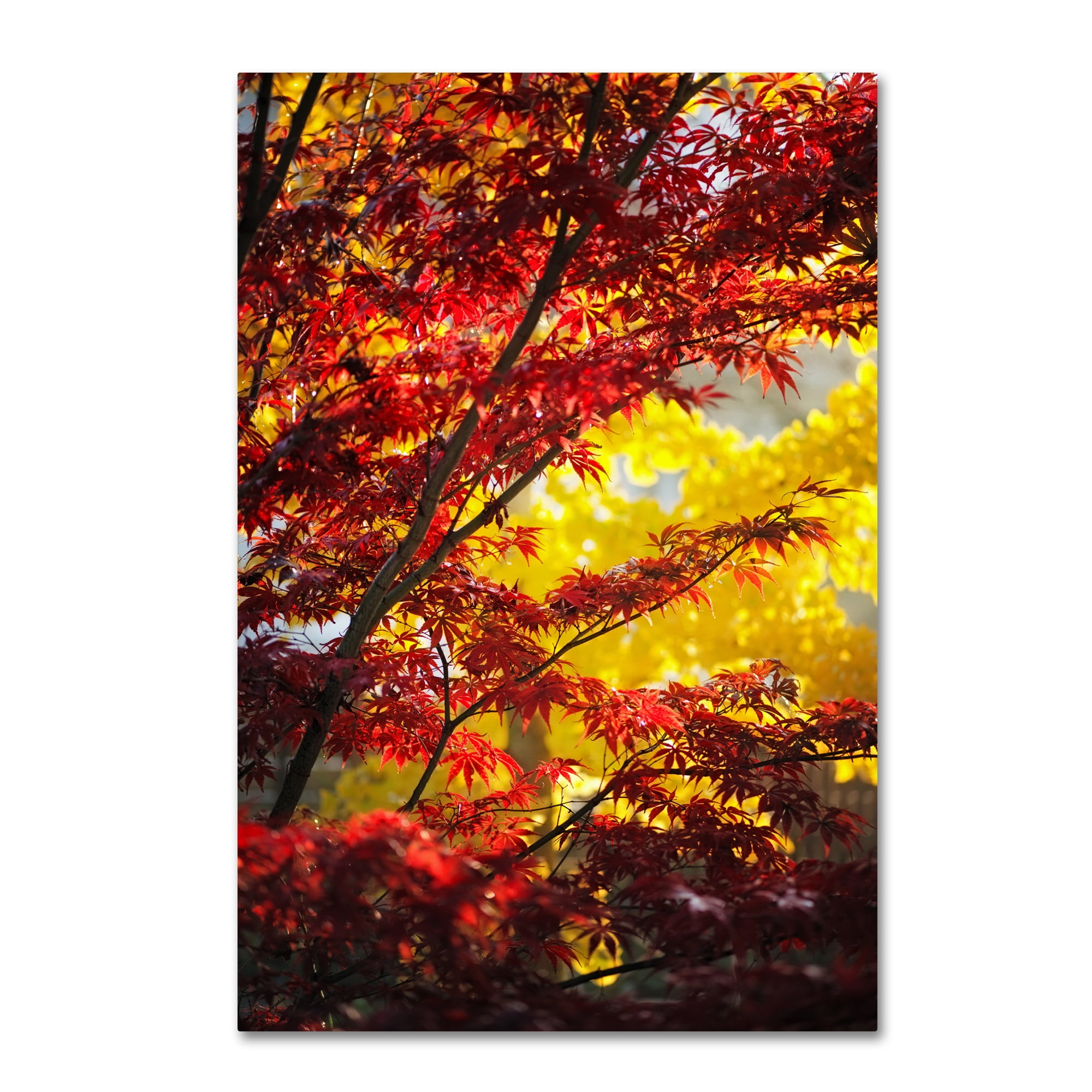 Trademark Fine Art "I Believe" Canvas Art by Philippe Sainte-Laudy