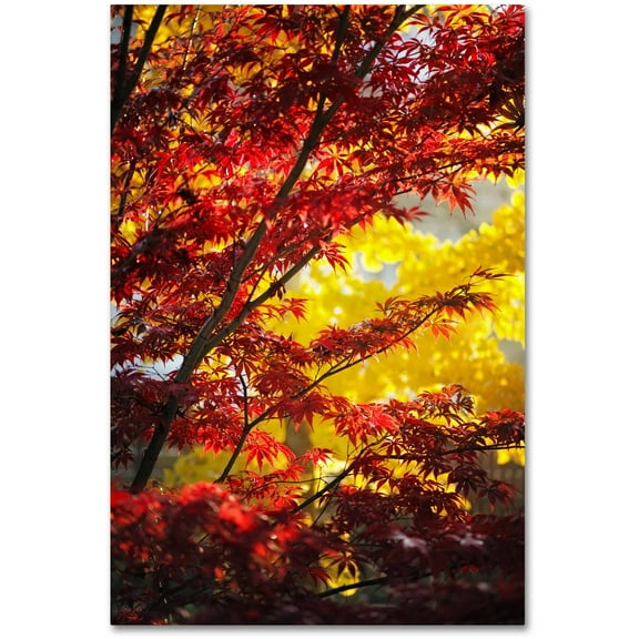 Trademark Fine Art "I Believe" Canvas Art by Philippe Sainte-Laudy