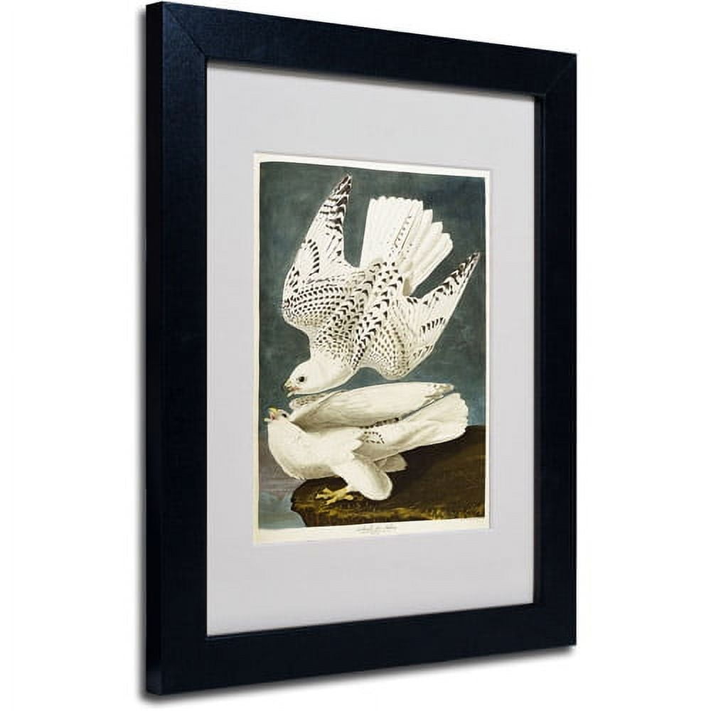 Trademark Fine Art "Iceland or Jer Falcon" Canvas Art by John James Audubon, Black Frame
