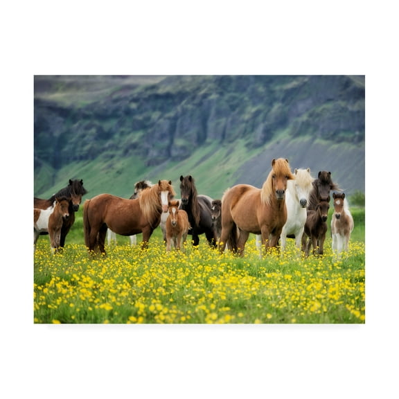 Trademark Fine Art 'Icelandic Horses VII' Canvas Art by PHBurchett