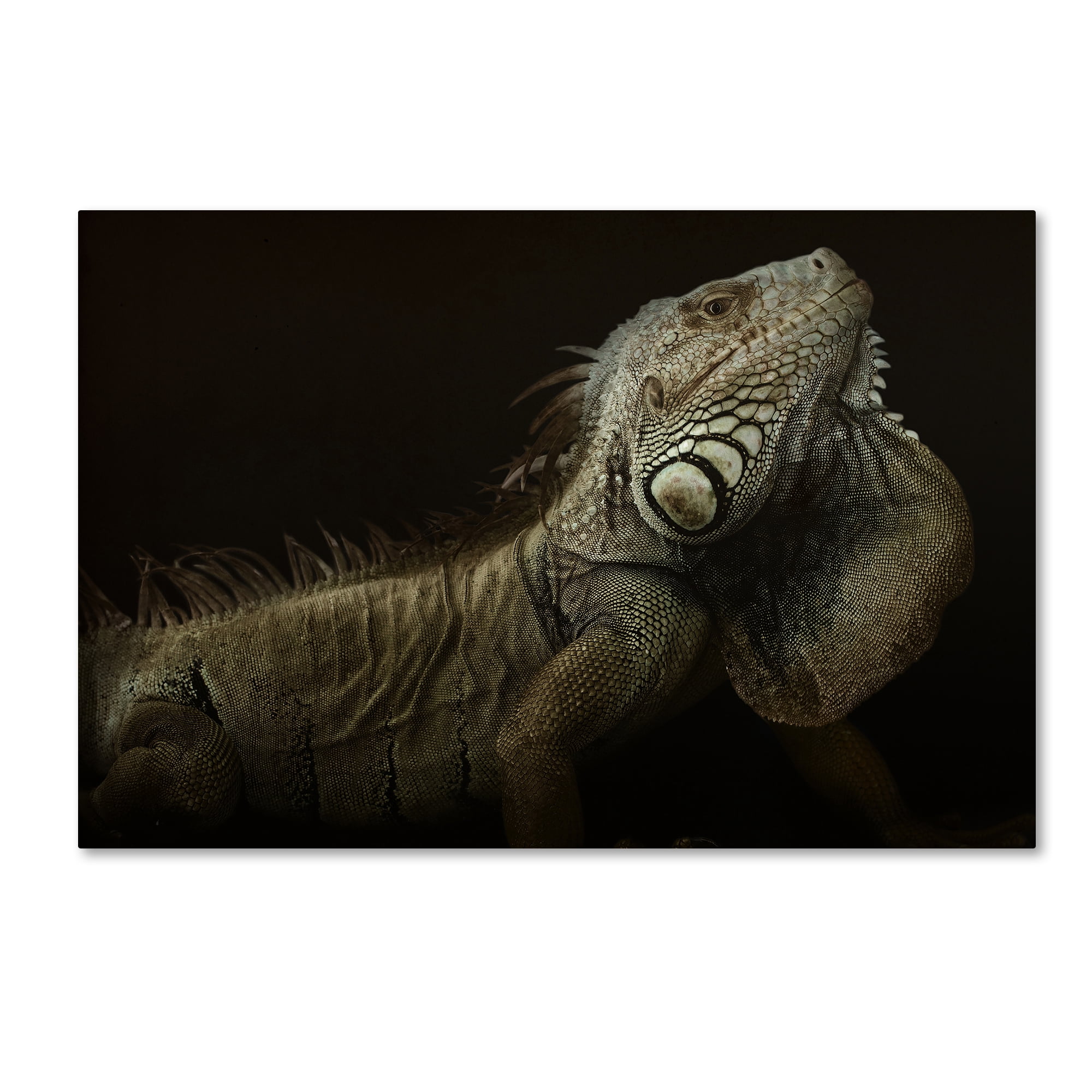 Trademark Fine Art 'Iguana Profile' Canvas Art by Aleksandar Milosavljevic