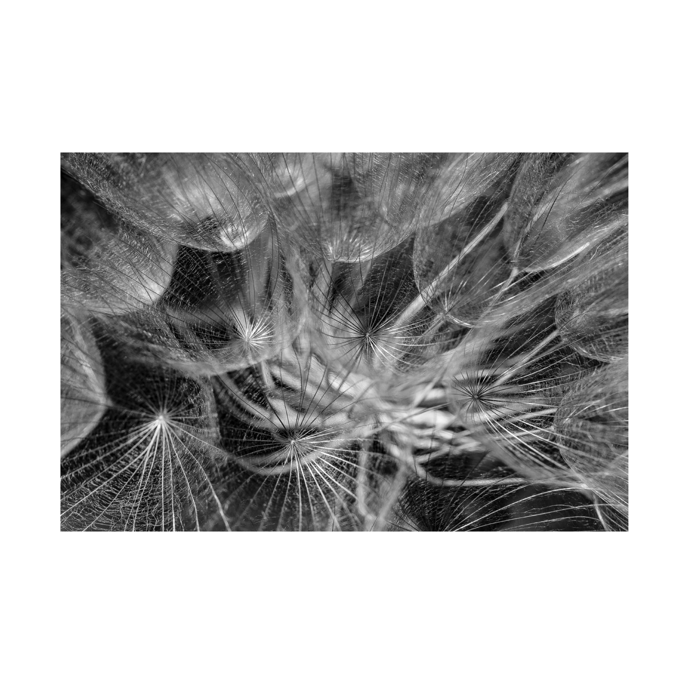 Trademark Fine Art Ilan Amihai  in to the mood Canvas Wall Art