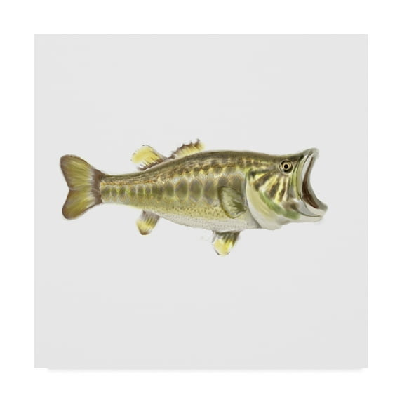Trademark Fine Art 'Illustrated Bass' Canvas Art by Rick Novak