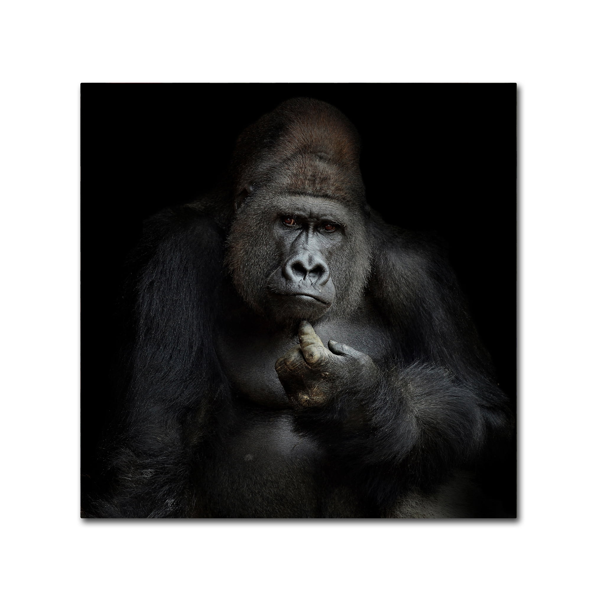 Trademark Fine Art 'Imho' Canvas Art by Antje Wenner-Braun