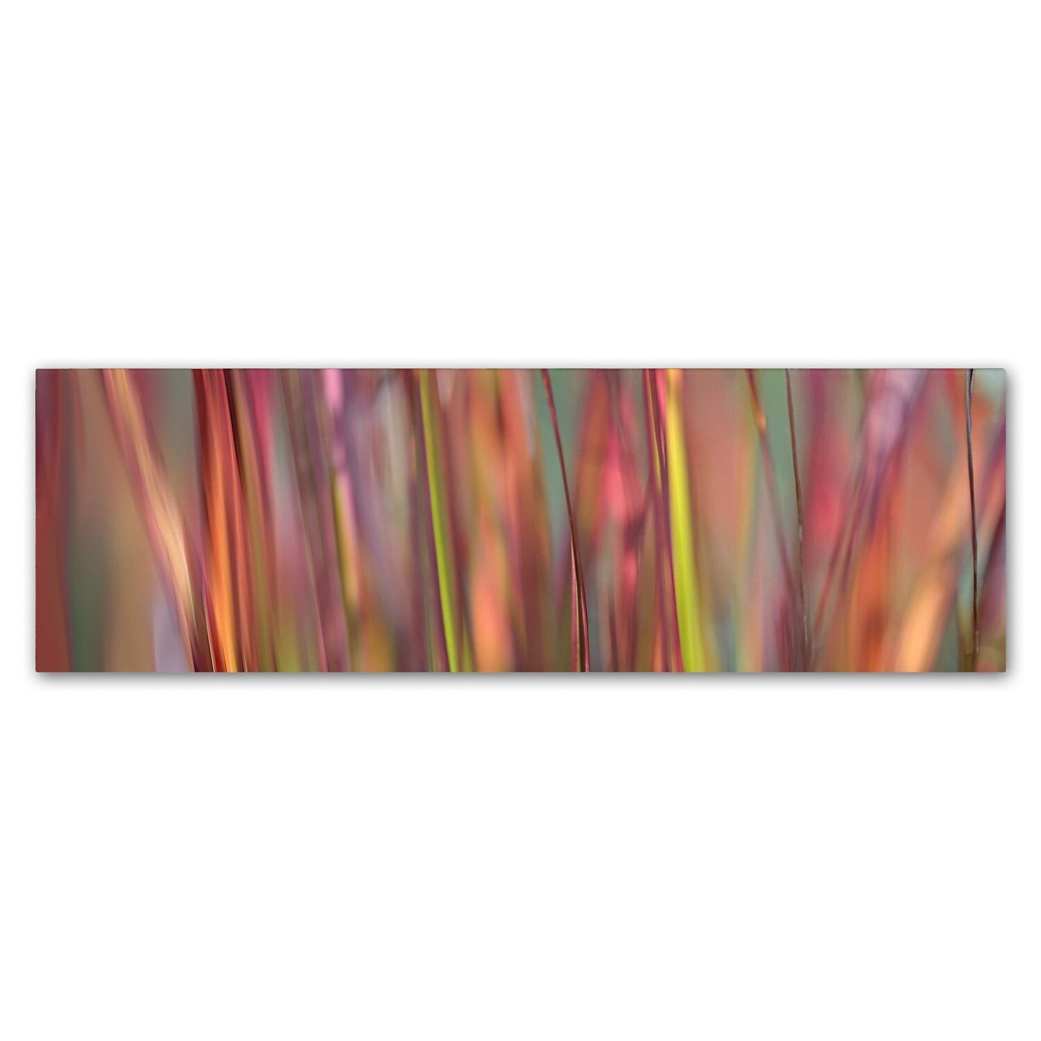 Trademark Fine Art 'Imperata Grass Scape' Canvas Art by Cora Niele