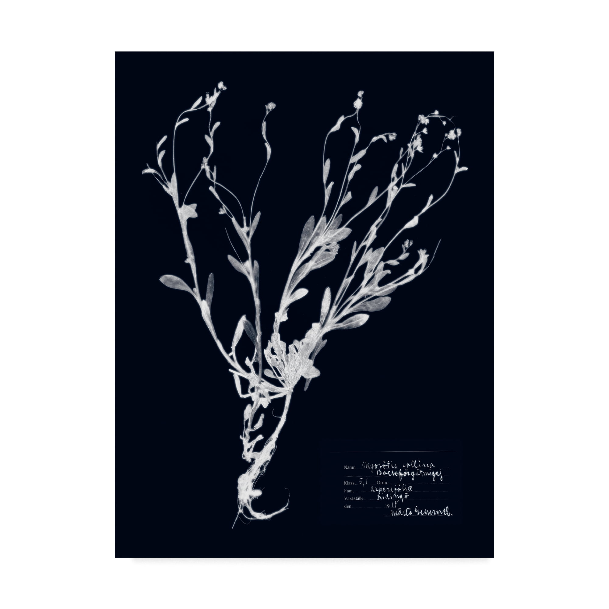 Trademark Fine Art 'Impressions on Indigo II' Canvas Art by Vision Studio