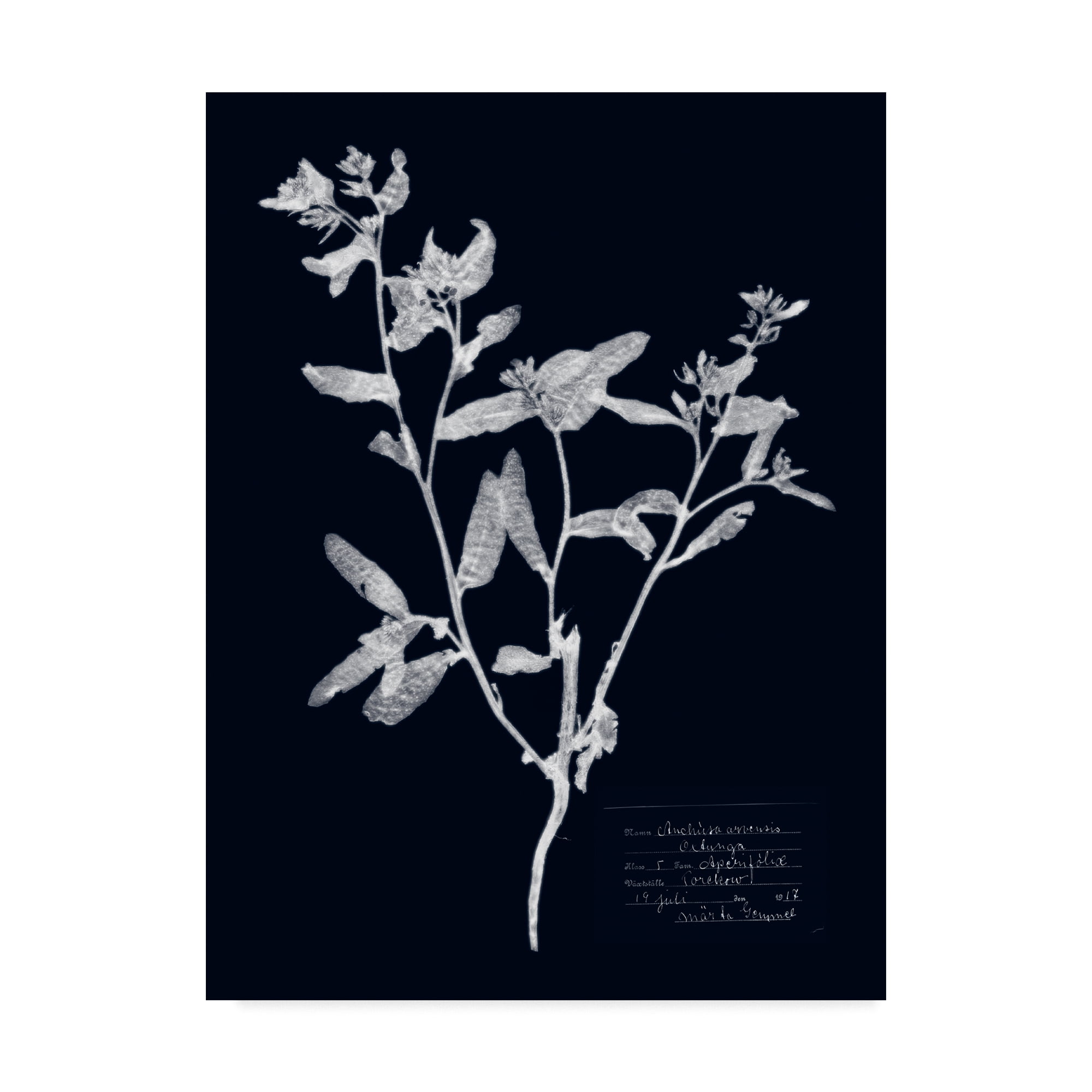 Trademark Fine Art 'Impressions on Indigo III' Canvas Art by Vision Studio