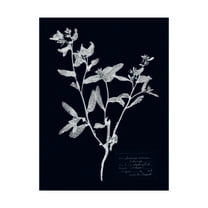 Trademark Fine Art 'Impressions on Indigo III' Canvas Art by Vision Studio