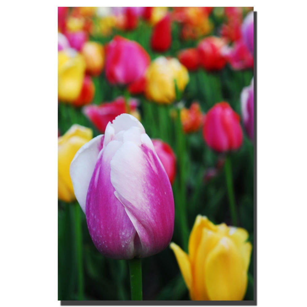 Trademark Fine Art "In Among the Tulips" Canvas Art by Kurt Shaffer