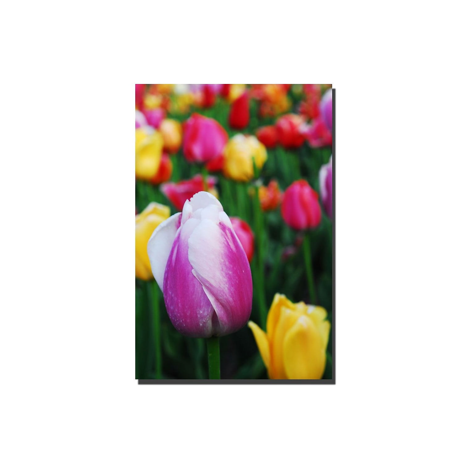 Trademark Fine Art "In Among the Tulips" Canvas Art by Kurt Shaffer