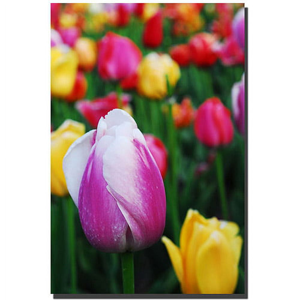 Colorful Tulips Floral Canvas Print with Black Frame