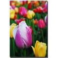 thumbnail image 1 of Trademark Fine Art "In Among the Tulips" Canvas Art by Kurt Shaffer, 1 of 2
