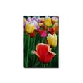 thumbnail image 1 of Trademark Fine Art "In Among the Tulips II" Canvas Art by Kurt Shaffer, 1 of 1