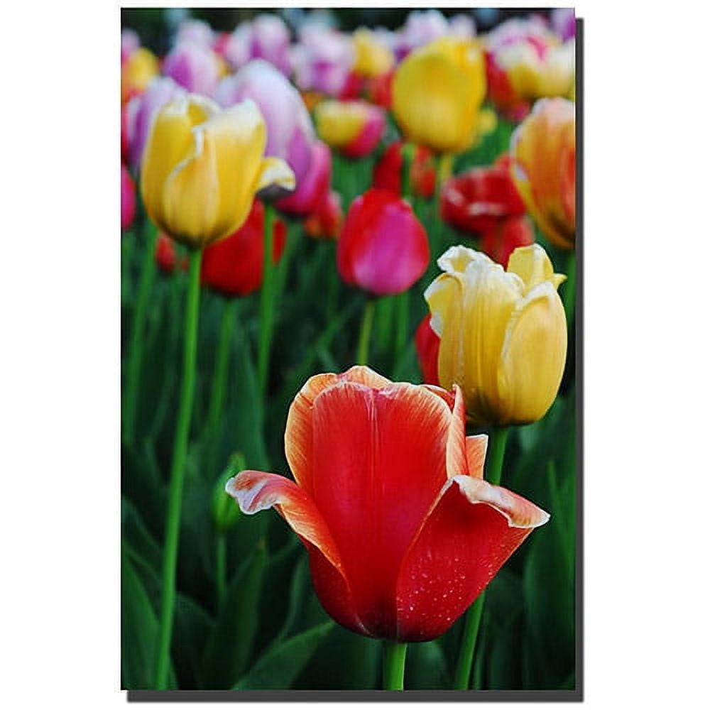 Trademark Fine Art "In Among the Tulips II" Canvas Art by Kurt Shaffer