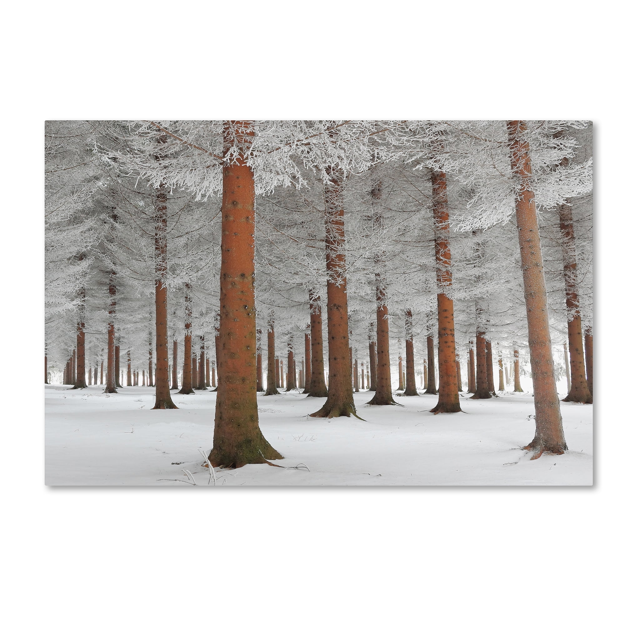 Trademark Fine Art 'In White' Canvas Art by Dragisa Petrovic