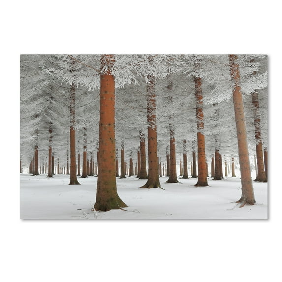 Trademark Fine Art 'In White' Canvas Art by Dragisa Petrovic