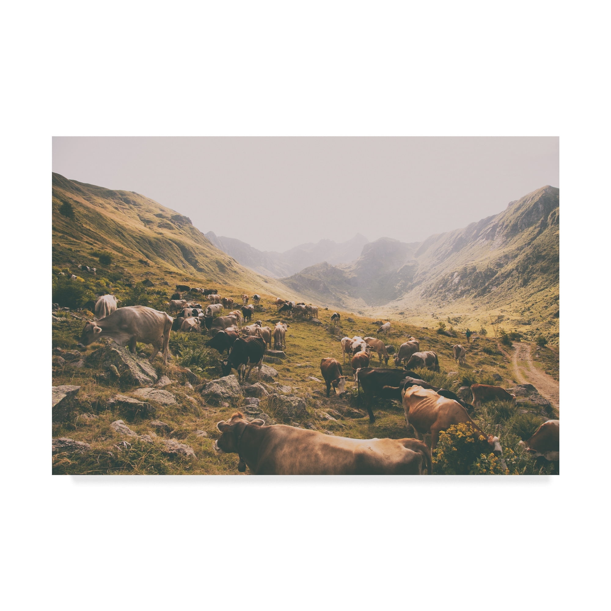 Trademark Fine Art 'In the Valley Cows' Canvas Art by Aledanda