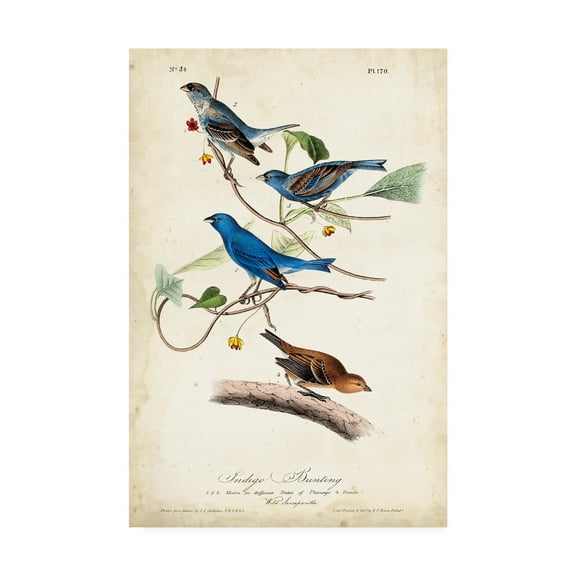Trademark Fine Art 'Indigo Bunting Birds' Canvas Art by John James Audubon