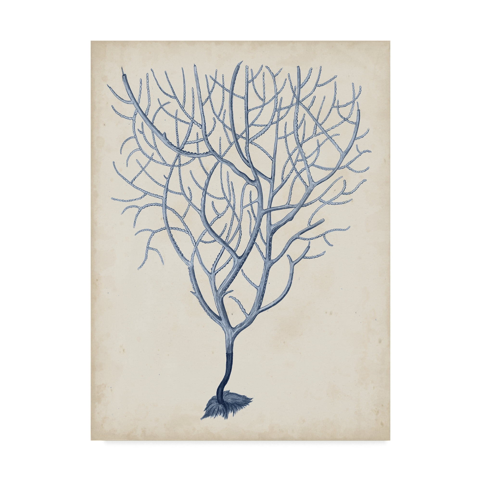 Trademark Fine Art 'Indigo Coral III' Canvas Art by Vision Studio