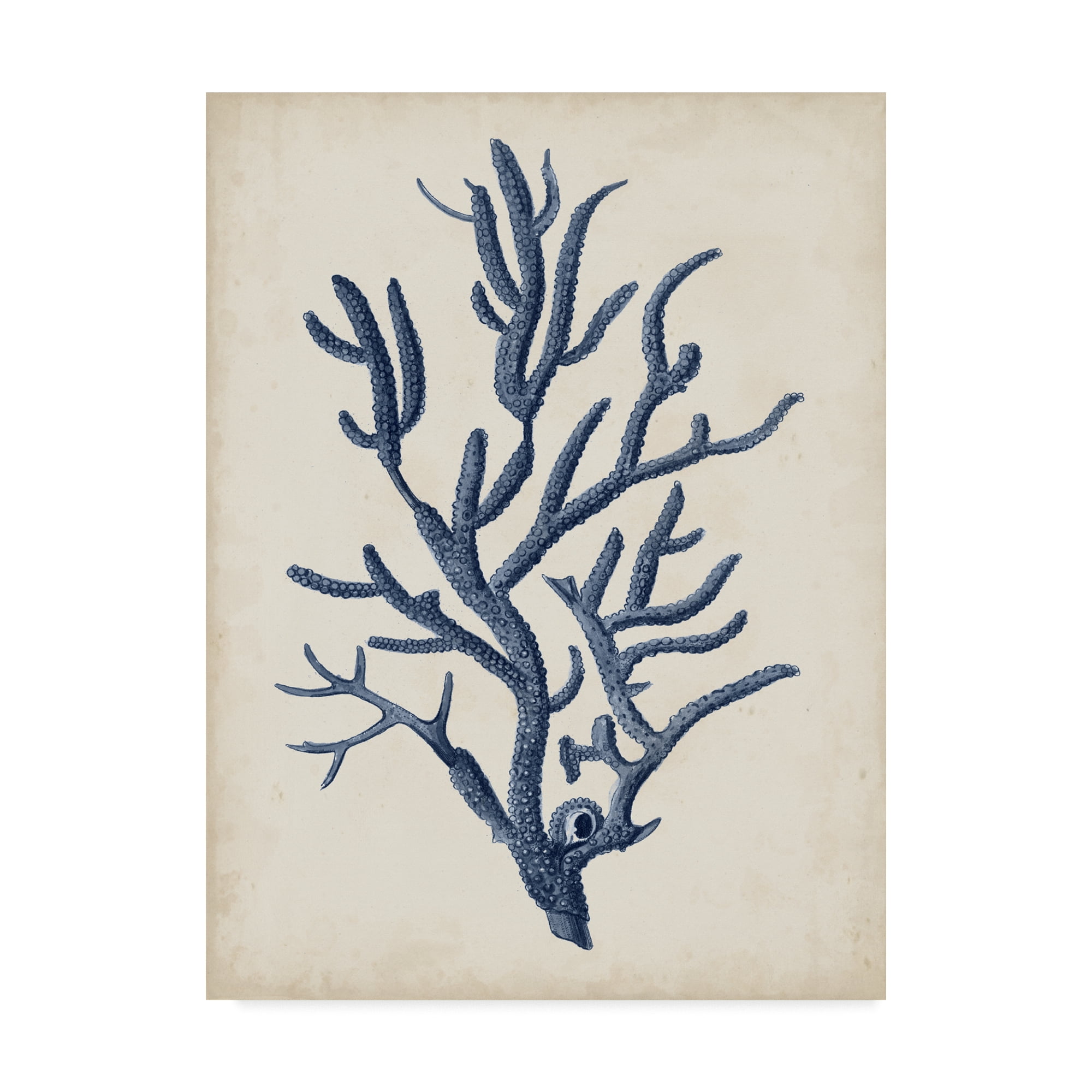 Trademark Fine Art 'Indigo Coral IV' Canvas Art by Vision Studio