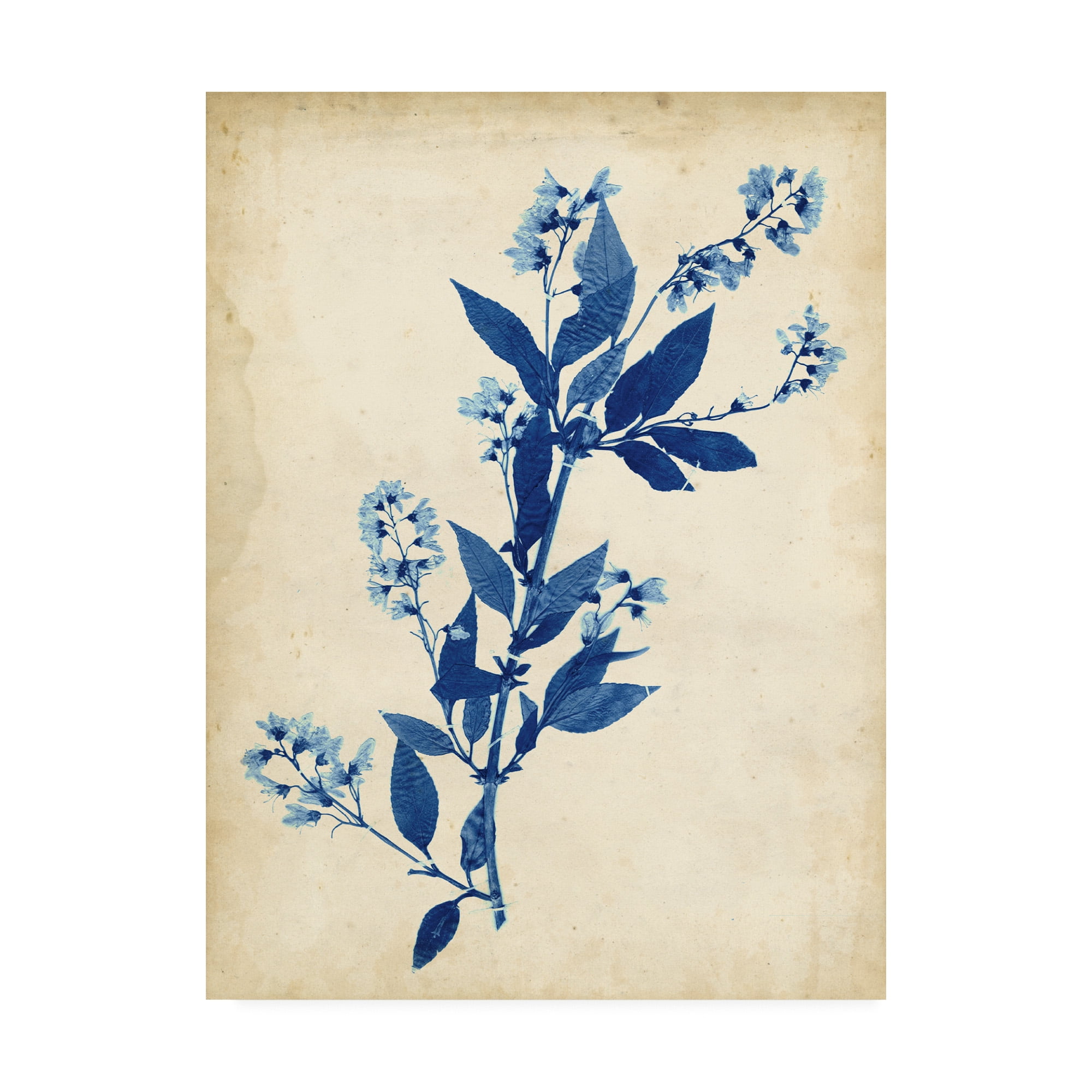 Trademark Fine Art 'Indigo Leaf Study I' Canvas Art by Vision Studio