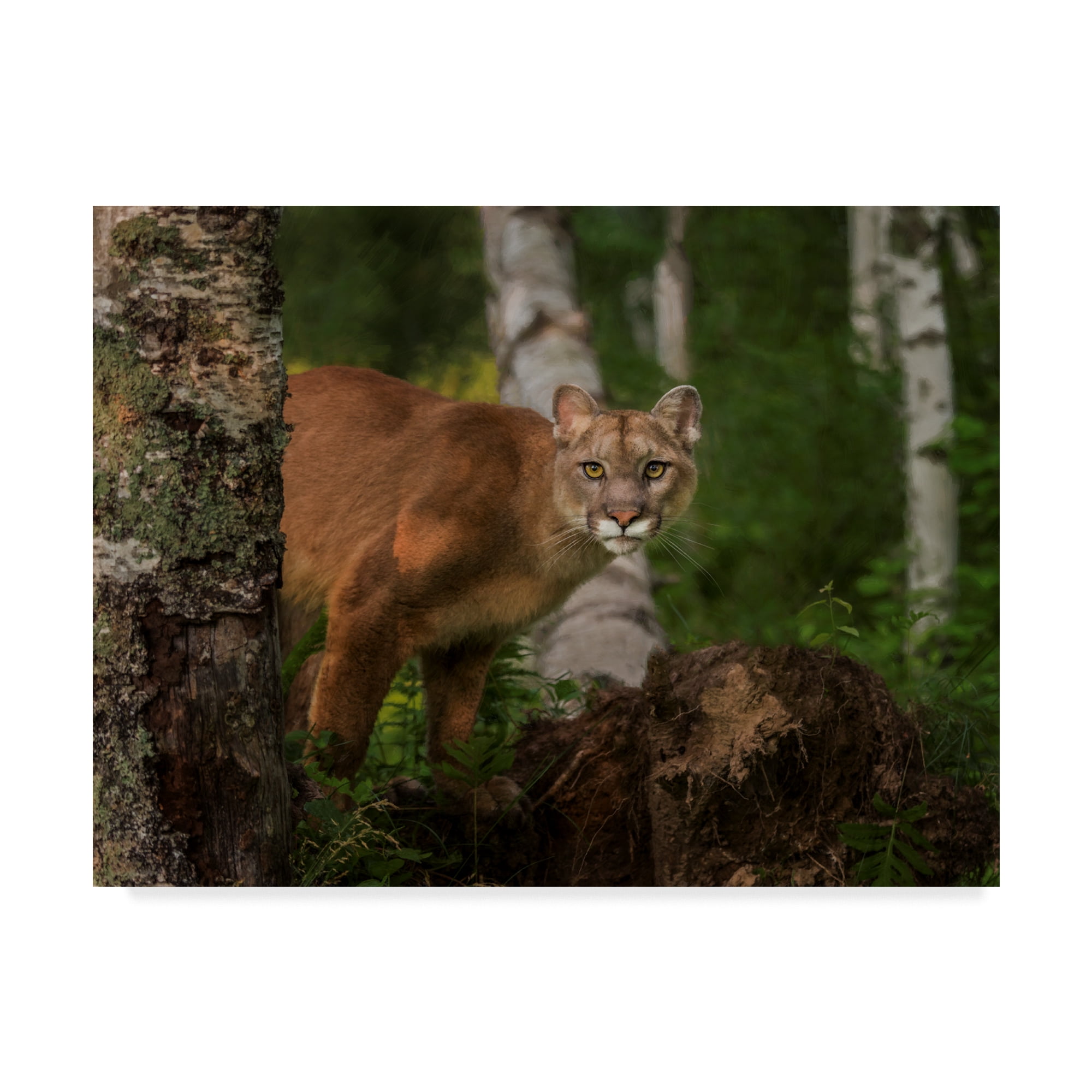 Trademark Fine Art 'Inquisitive Mountain Lion' Canvas Art by Galloimages Online
