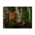 thumbnail image 1 of Trademark Fine Art 'Inquisitive Mountain Lion' Canvas Art by Galloimages Online, 1 of 3