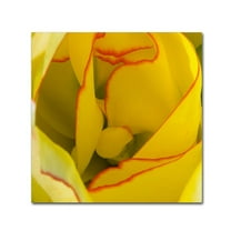 Trademark Fine Art "Inside a Beautiful Tulip" Canvas Art by Kurt Shaffer