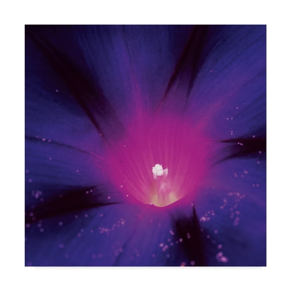 Trademark Fine Art 'Inside a Morning Glory Flower' Canvas Art by Kurt Shaffer