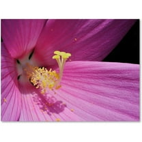 Trademark Fine Art "Inside a Pink Hibiscus" Canvas Wall Art by Kurt Shaffer
