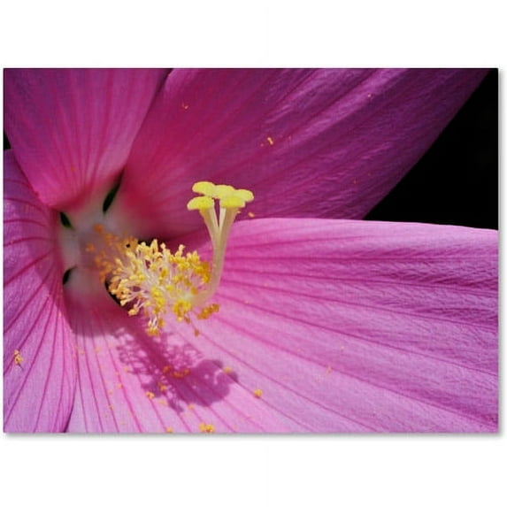 Trademark Fine Art "Inside a Pink Hibiscus" Canvas Wall Art by Kurt Shaffer