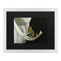 Trademark Fine Art 'Intimate Amaryllis' Canvas Art by Kurt Shaffer