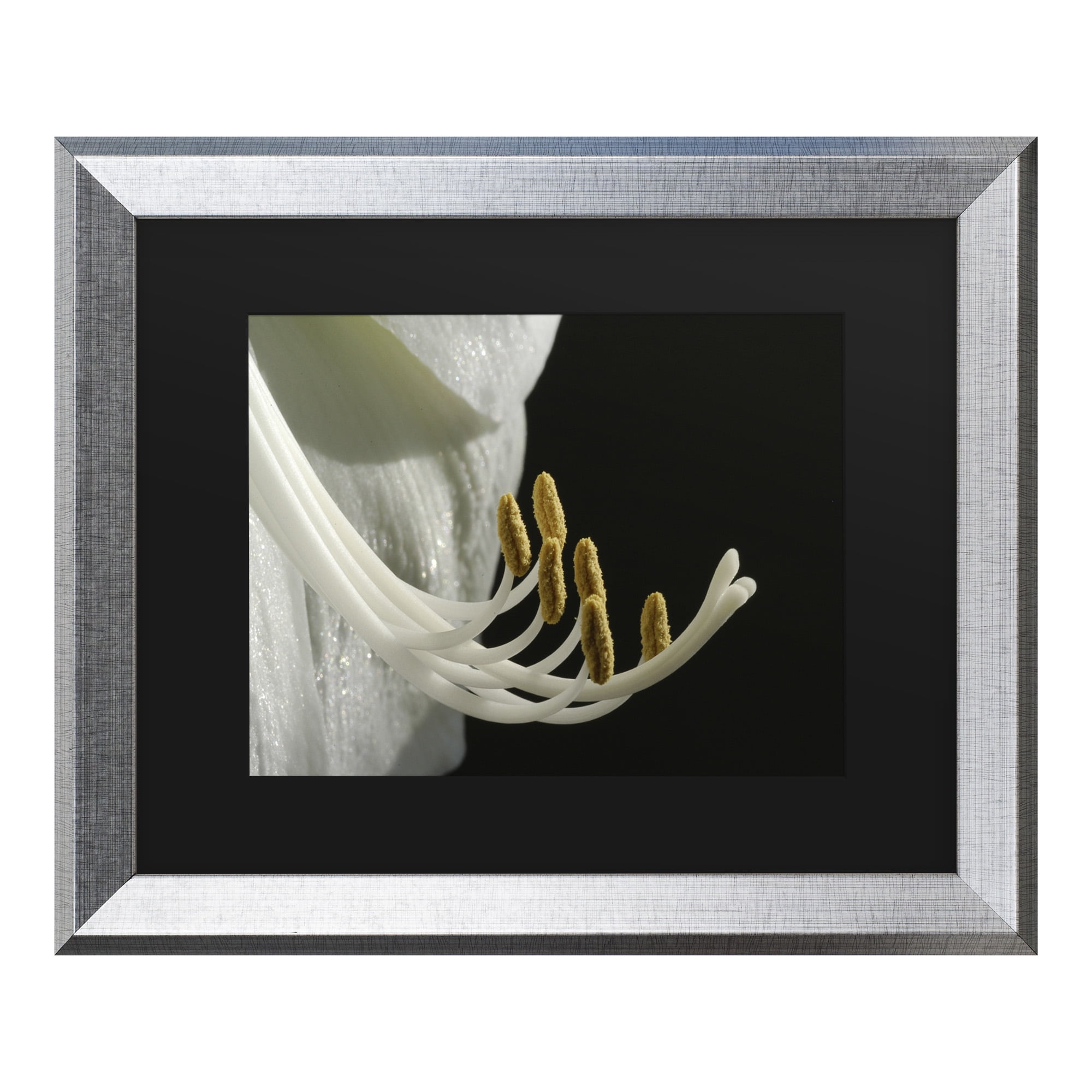 Trademark Fine Art 'Intimate Amaryllis' Canvas Art by Kurt Shaffer